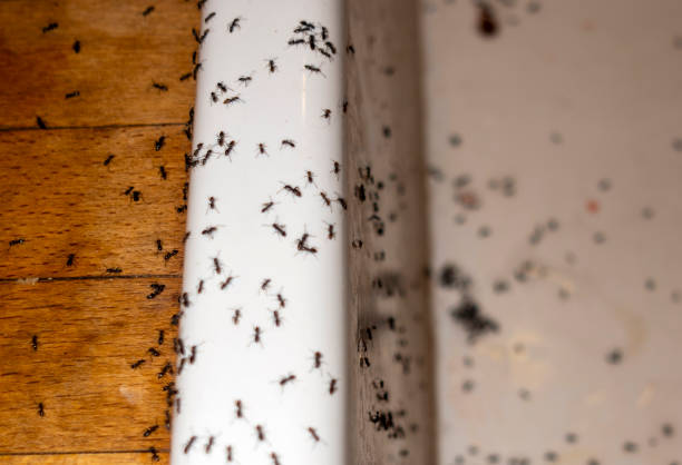 Best Pest Control Near Me in Clarinda, IA